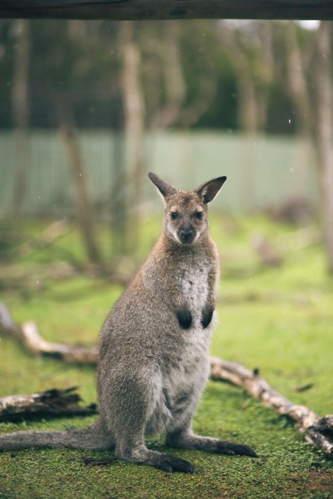 a kangaroo is sitting on the ground in the grass