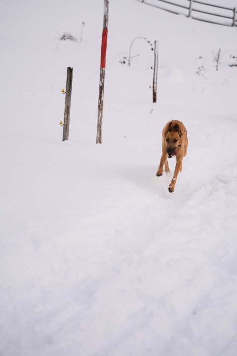 a dog running in the snow with a frisbee in its mouth