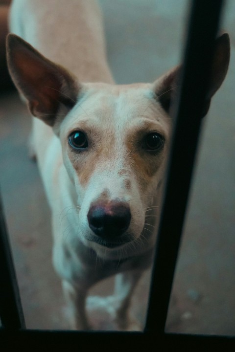 a dog looking through a gate at the camera AgqEAsd