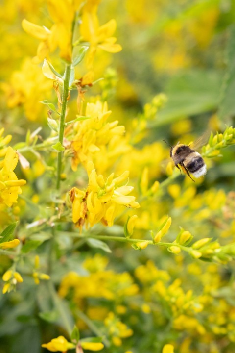 a bee sitting on top of a yellow flower