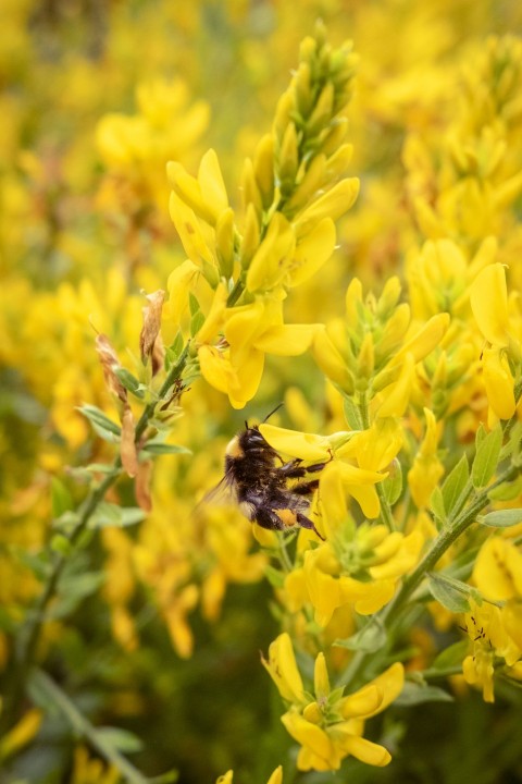 a bee is sitting on a yellow flower