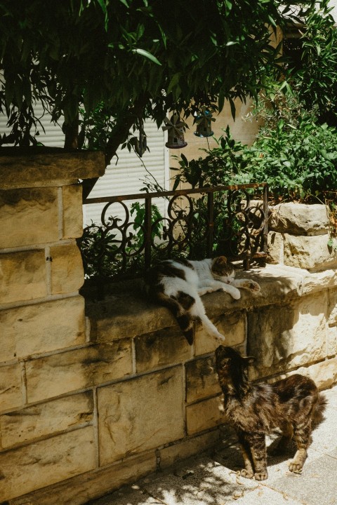 a couple of cats standing on top of a stone wall