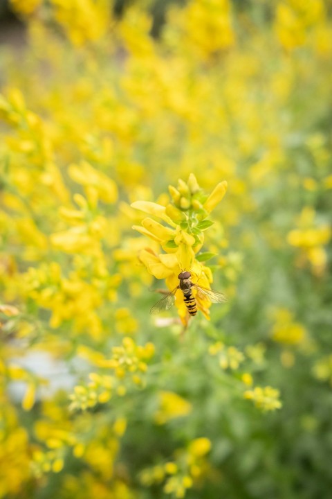 a field of yellow flowers with a bee on it