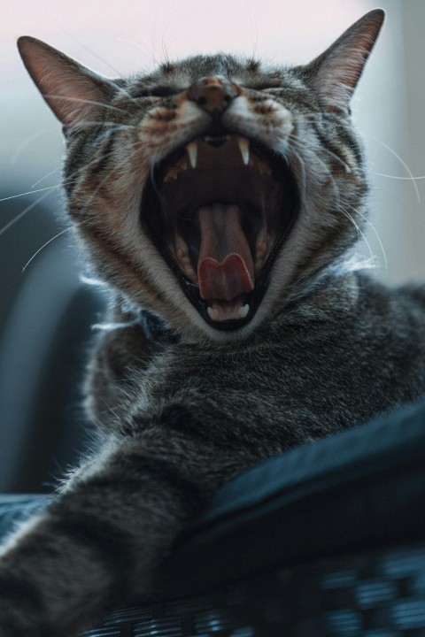 a cat with its mouth open and its mouth wide open