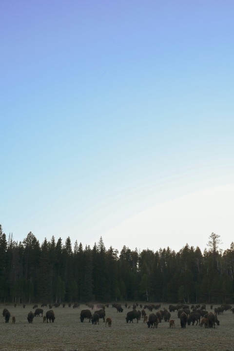 a herd of wild animals grazing in a field