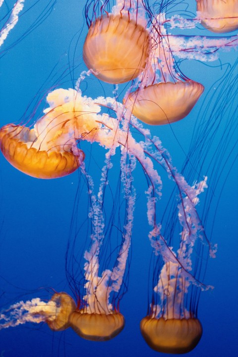 a group of jellyfish swimming in the ocean