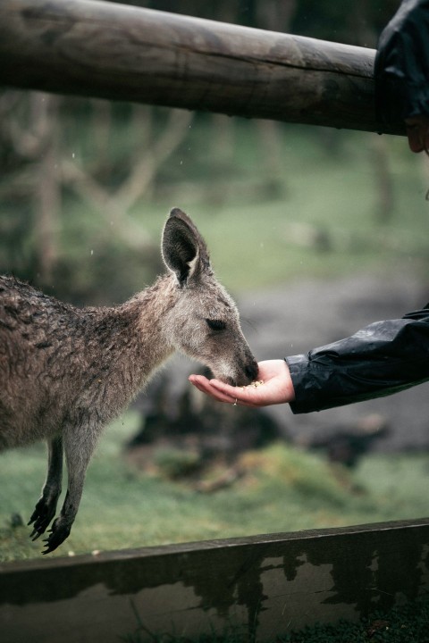 a man feeding a kangaroo with his hand