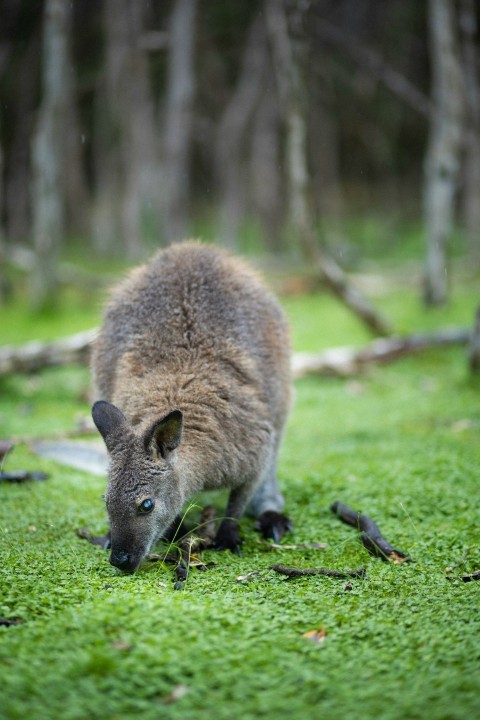 a kangaroo eating grass in a forest