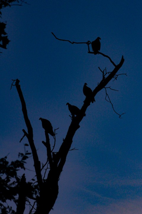 a flock of birds sitting on top of a tree