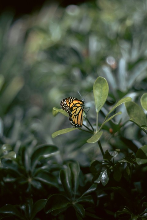 a monarch butterfly resting on a leafy plant