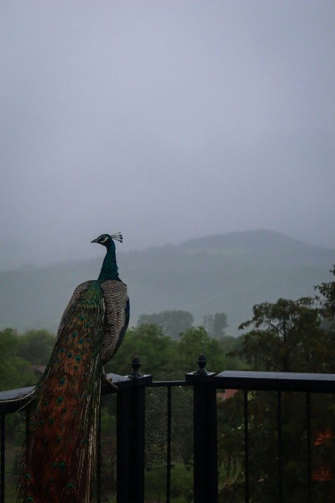 a peacock standing on top of a metal fence