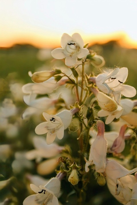 a close up of a flower with a sky in the background