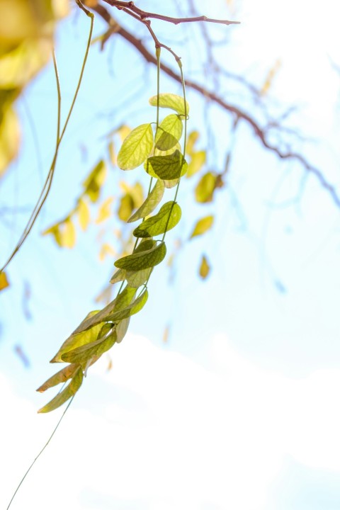 a tree branch with some green leaves on it