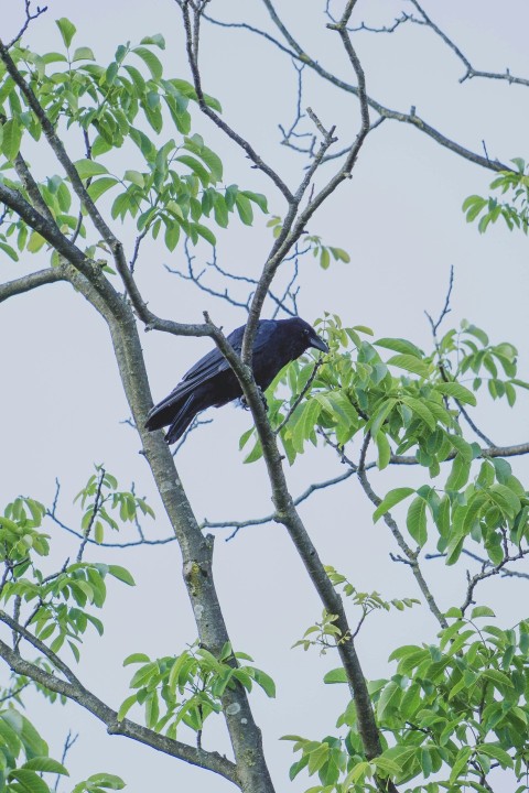 a black bird sitting on top of a tree branch