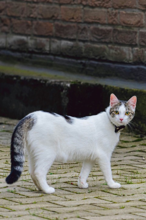 a black and white cat standing on a brick walkway