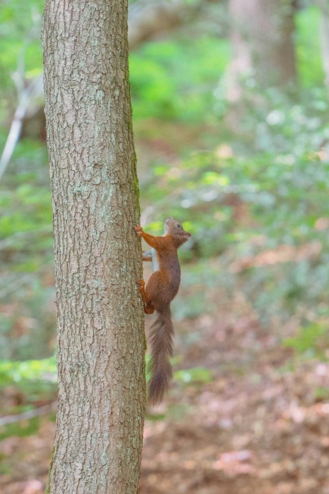 a squirrel is climbing up a tree in the woods