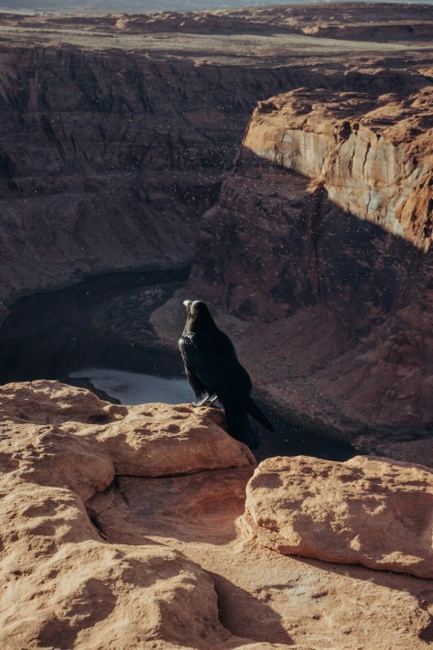 a black bird sitting on top of a rocky cliff