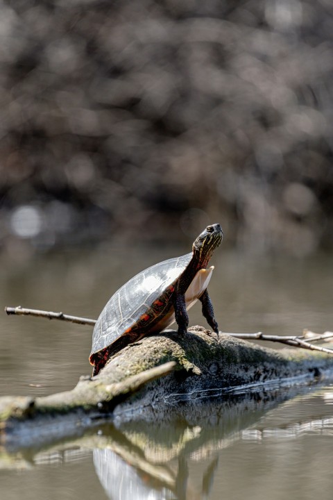 a turtle sitting on top of a log in the water