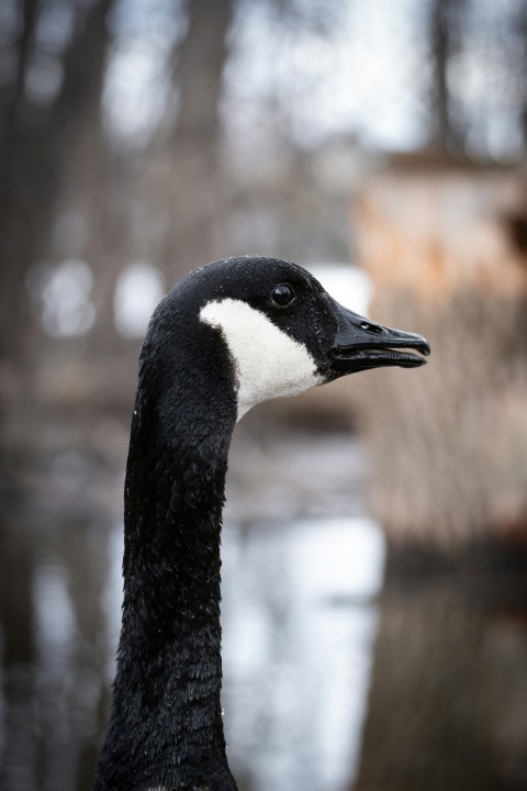 a black and white duck standing next to a body of water