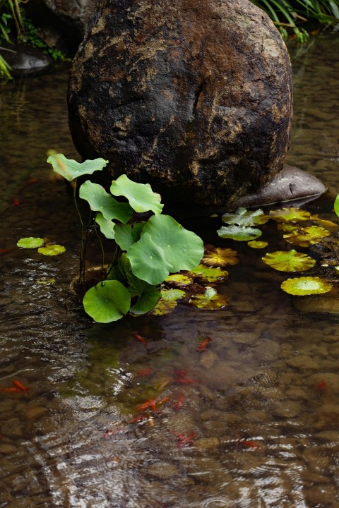 a large rock sitting on top of a body of water