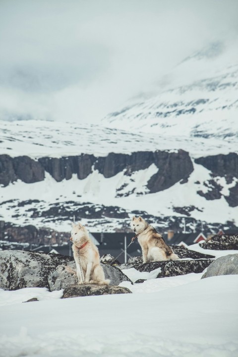 a couple of dogs sitting on top of a snow covered ground