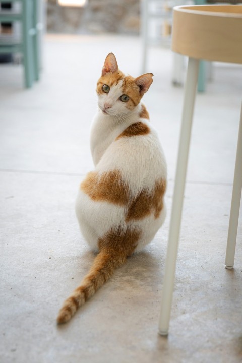 a cat sitting on the ground next to a table