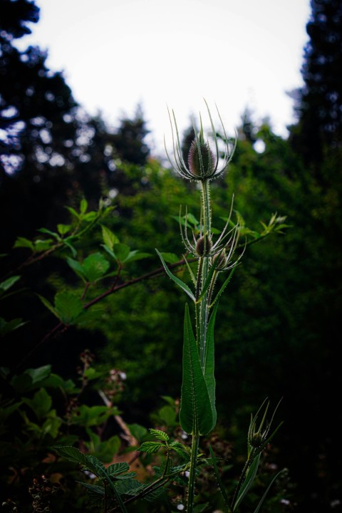 a tall plant in the middle of a forest