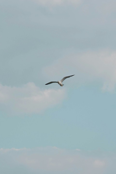 a large bird flying through a cloudy blue sky