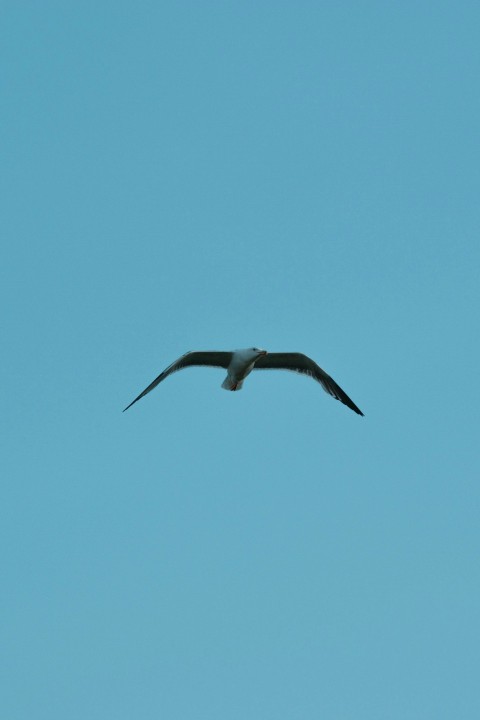 a large bird flying through a blue sky