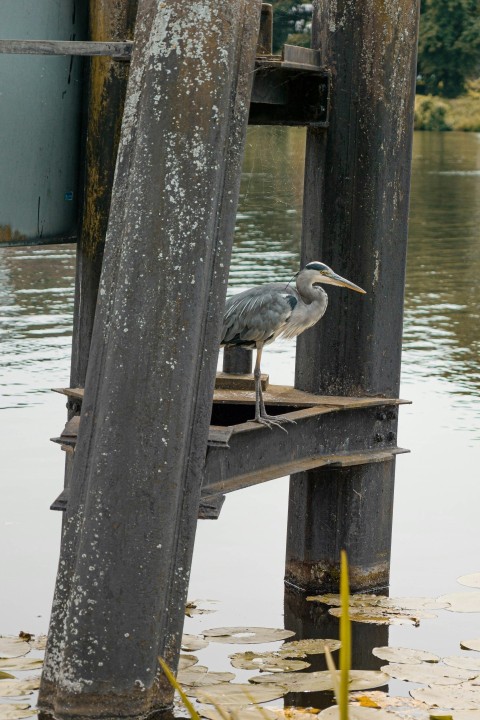 a bird is standing on a wooden dock