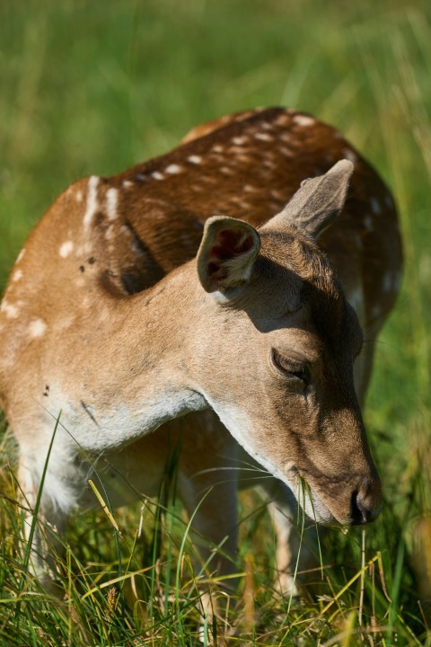 a small deer standing on top of a lush green field