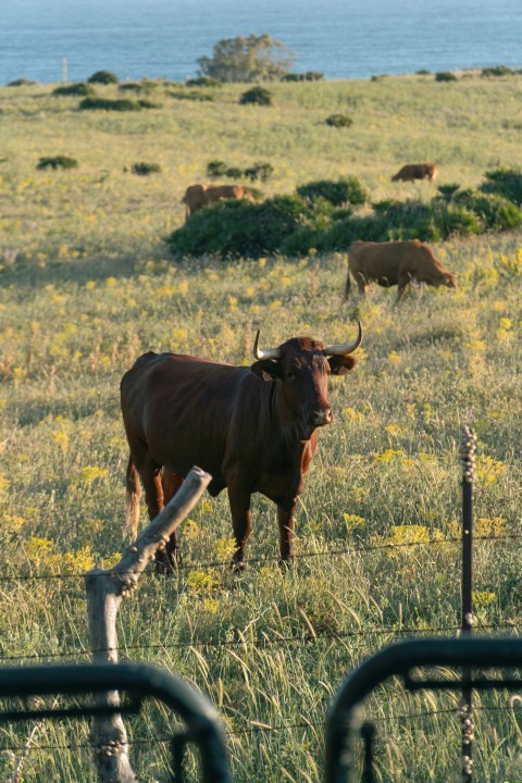 a herd of cattle grazing on a lush green field