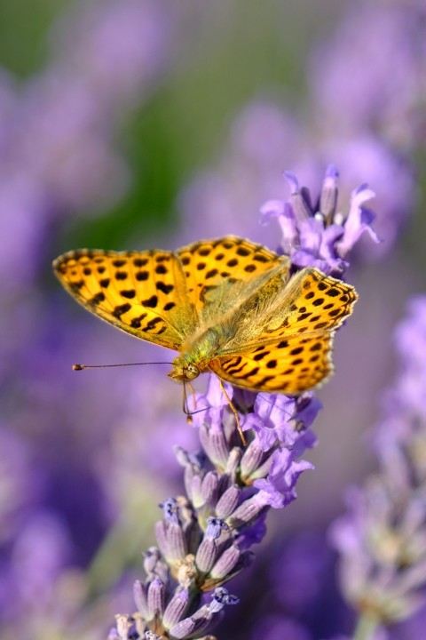 a yellow butterfly sitting on a purple flower