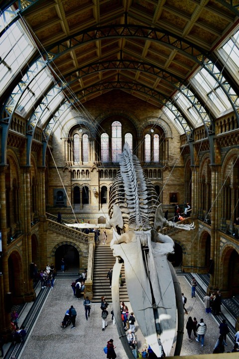 a museum with a large whale skeleton in the center