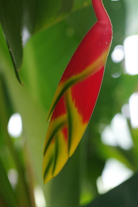 a close up of a red and yellow bird of paradise