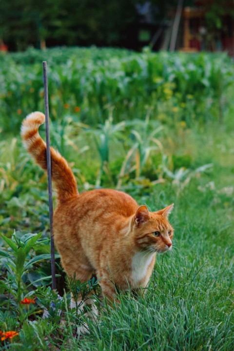 an orange cat walking through a lush green field