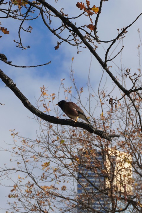 a bird perched on a tree branch in front of a building