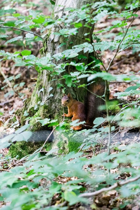 a squirrel hiding behind a tree in the woods