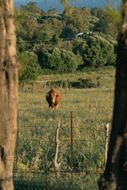 a cow standing in a field behind a fence