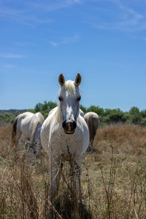 a group of white horses standing in a field