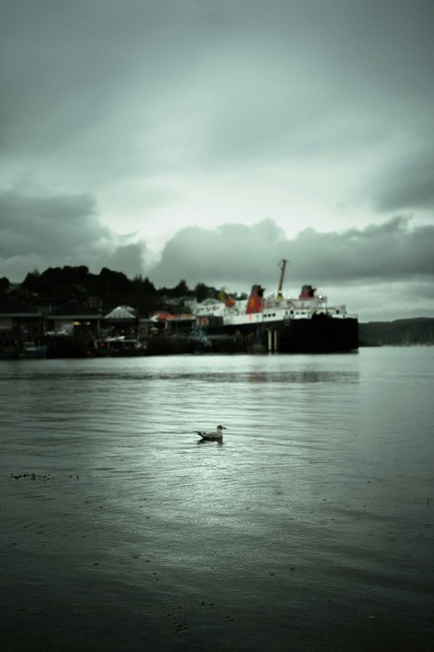 a bird floating on top of a body of water