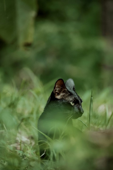 a cat sitting in the grass looking at something