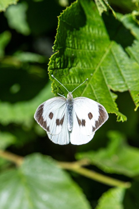 a white butterfly sitting on top of a green leaf