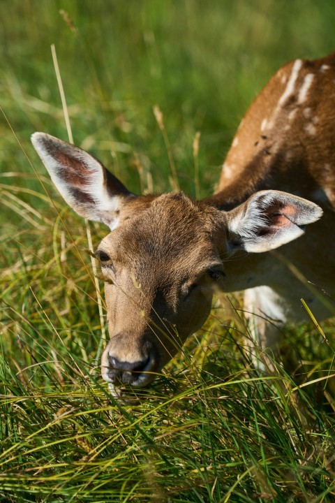 a young deer is standing in the grass