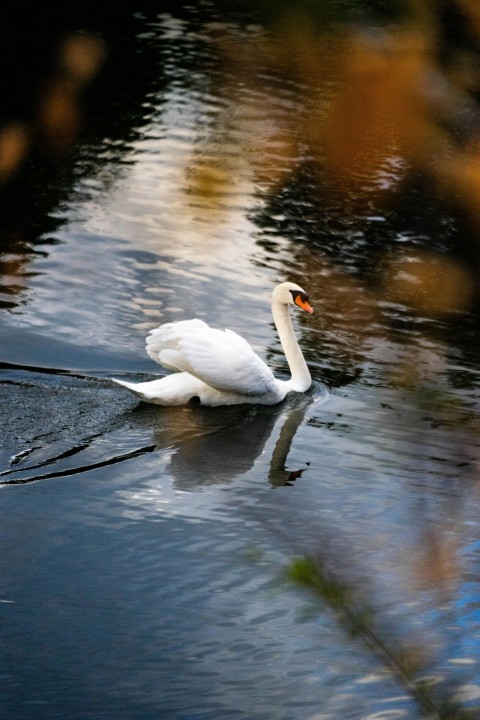 a white swan floating on top of a body of water