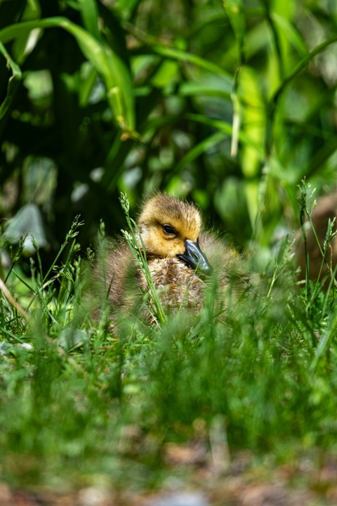 a small bird is sitting in the grass