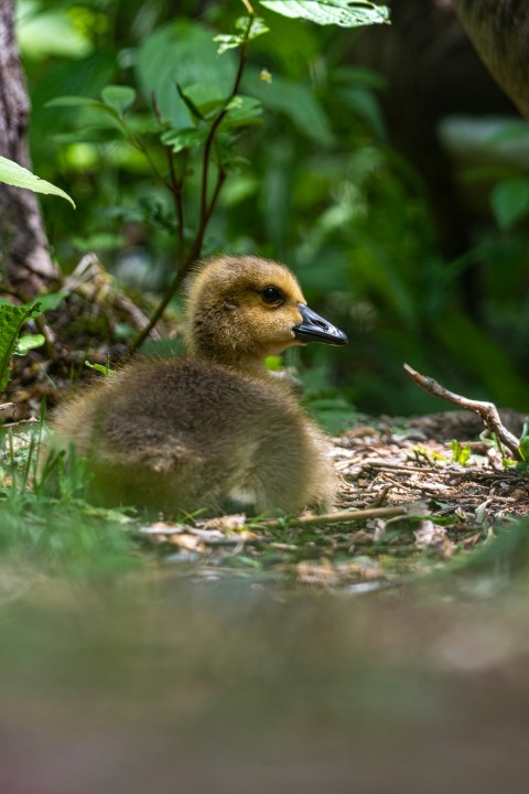 a duckling sitting in the grass near a tree D0aK5