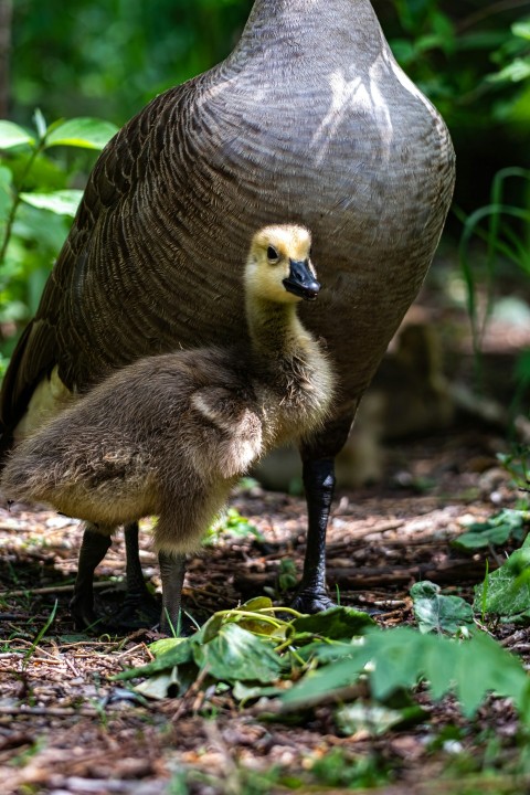 a mother duck and her duckling in the woods