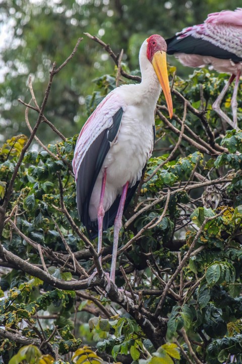 a couple of birds sitting on top of a tree