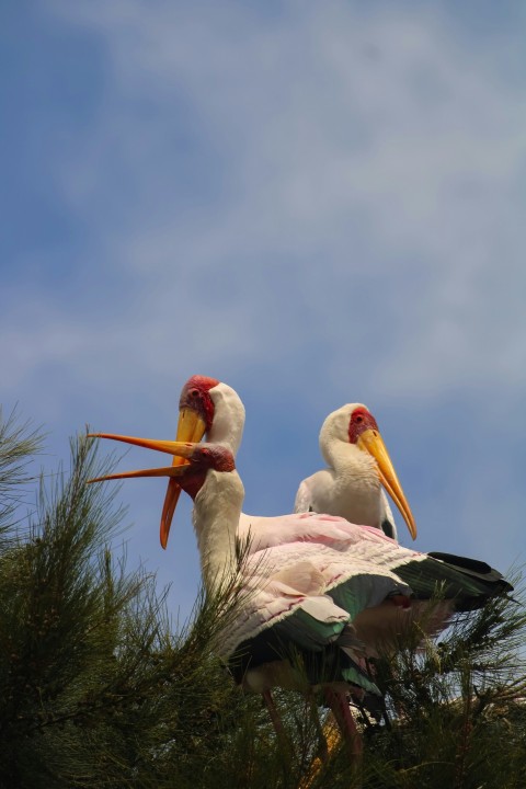 a couple of birds standing on top of a tree